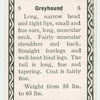 Greyhound