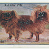 Pekingese.