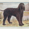 Irish water spaniel.