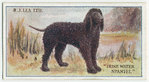 Irish water spaniel.
