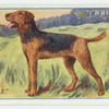 Airedale.