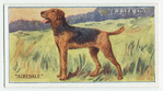 Airedale.
