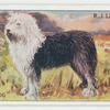 Sheep dog.