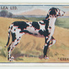 Great dane.