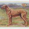 Irish wolfhound.
