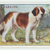 St. Bernard.