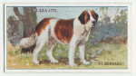 St. Bernard.