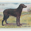 Curly retriever.