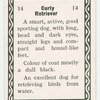 Curly retriever.