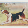 Fox hound.