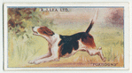 Fox hound.