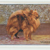 Pomeranian.