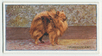 Pomeranian.