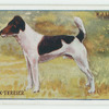 Smooth fox terrier.
