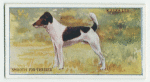 Smooth fox terrier.