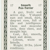 Smooth fox terrier.