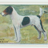 Wire-hair fox terrier.
