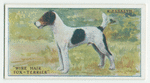 Wire-hair fox terrier.