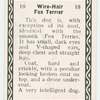 Wire-hair fox terrier.