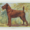 Irish terrier.