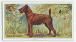 Irish terrier.