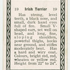 Irish terrier.