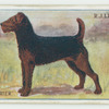 Welsh terrier.