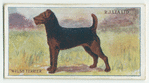 Welsh terrier.