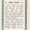 Welsh terrier.