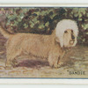 Dandie dinmont.