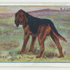 Blood hound