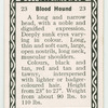 Blood hound