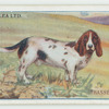 Basset hound.