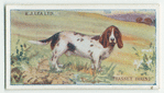 Basset hound.