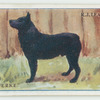 Schipperke.