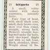 Schipperke.