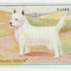 West highland terrier.