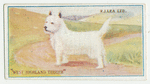 West highland terrier.