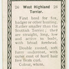 West highland terrier.
