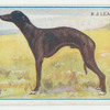 Whippet.