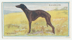 Whippet.
