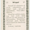 Whippet.
