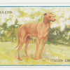 Italian greyhound.