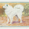 Samoyede.