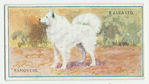 Samoyede.