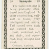 Samoyede.