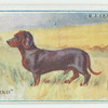 Dachshund.