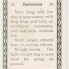 Dachshund.