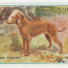 Bedington terrier.
