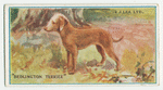 Bedington terrier.